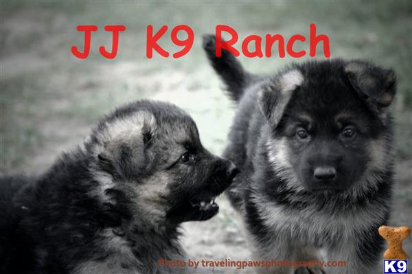 german shepherd puppy posted by Judy Smithson